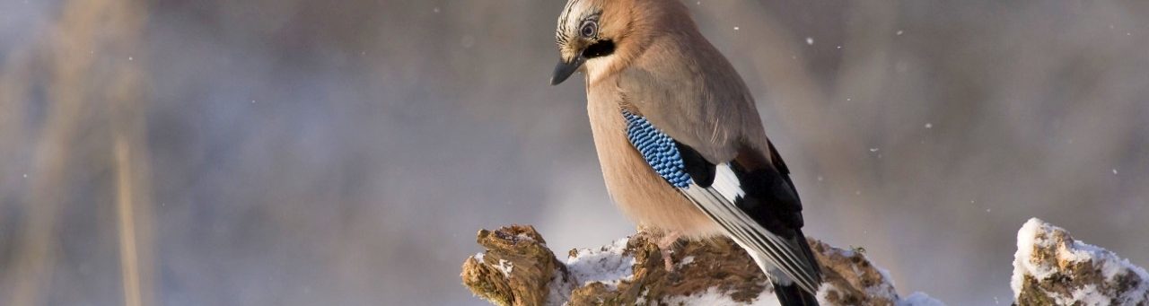 Jay bird perched on a branch in winter woodland