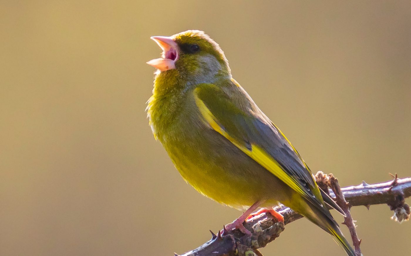 синя пчела-дърводелец - зеленика