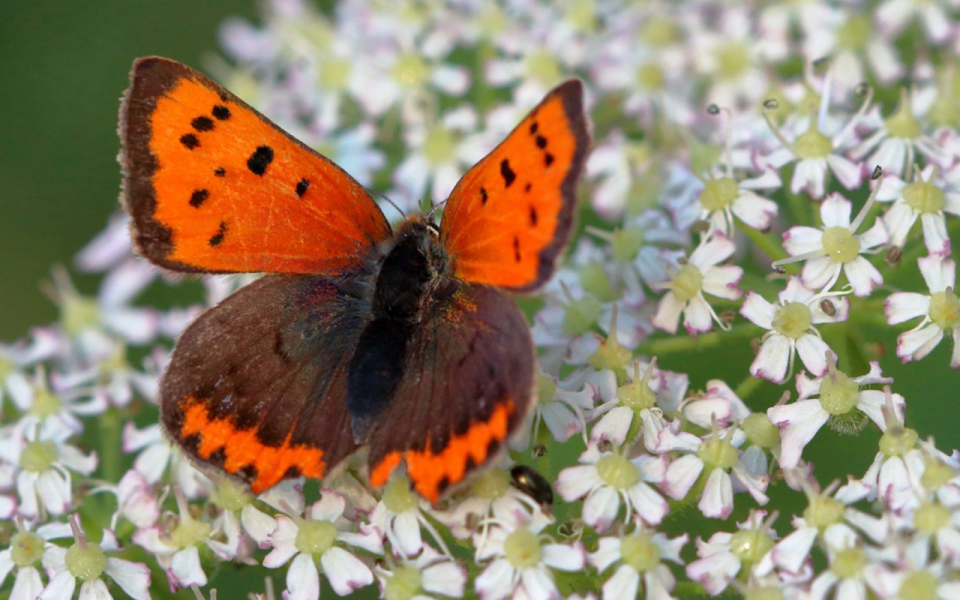 синя пчела-дърводелец - малка огневка