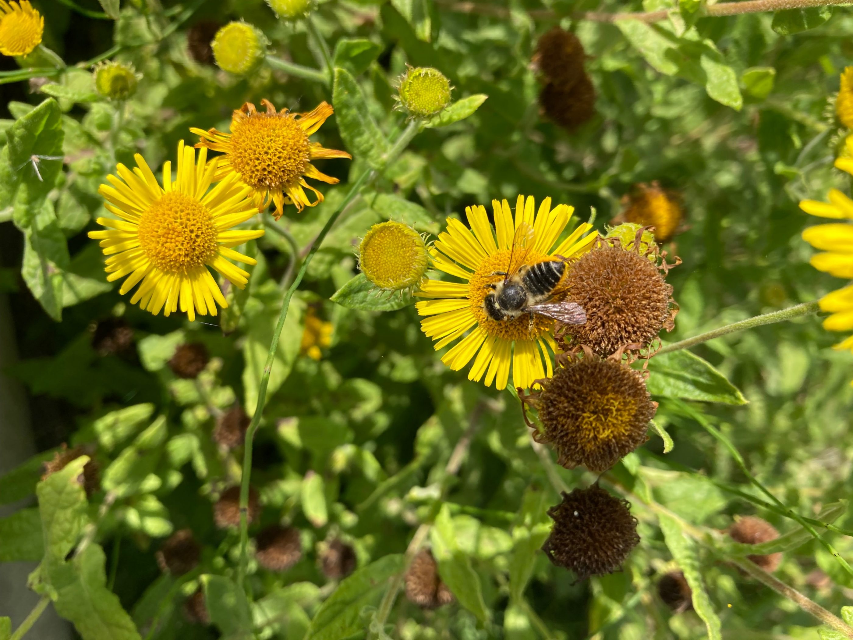 Megachile spp of bee on common fleabane (daisy family) (WBS Rumst)