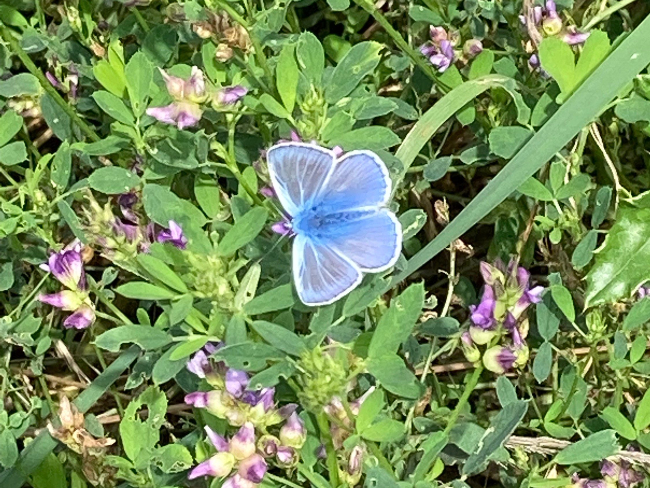Common blue on the grassland in Rumst (WBS Belgium)